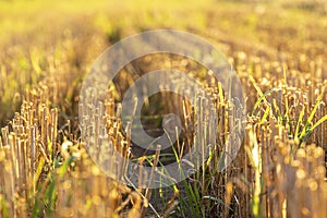 A golden field with only cut ears on a hot summer day.