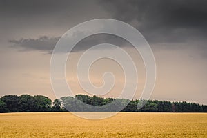 Golden field in dark cloudy weather