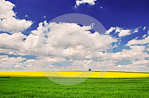 Golden field of flowering rapeseed with beautiful clouds on sky with wonderful green field and small tree on horizon - brassica