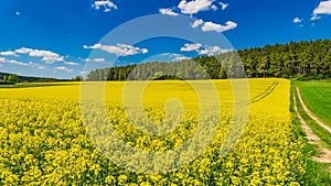 Golden field of flowering rapeseed with beautiful clouds on sunny blue sky