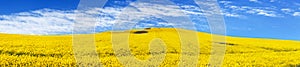 Golden field of flowering rapeseed, canola or colza