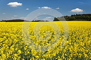 Golden field of flowering rapeseed, canola or colza