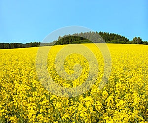 Golden field of flowering rapeseed, canola or colza