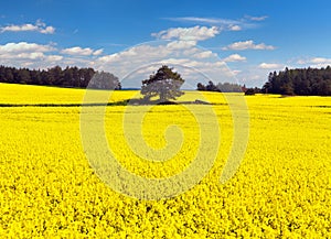 Golden field of flowering rapeseed, canola or colza