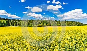 Golden field of flowering rapeseed canola landscape with beautiful clouds on sunny blue sky