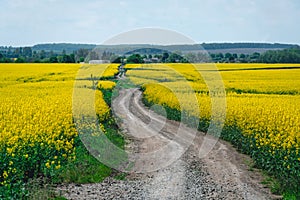 Golden field of flowering rapeseed plant for green energy and oil industry, fuel. dirt road
