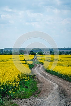 Golden field of flowering rapeseed plant for green energy and oil industry, fuel. dirt road, vertical photo