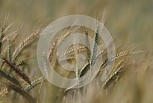 Golden field of grain, rye, Agriculture in the summer, spikes of rye ready to harvest