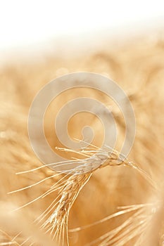 Golden field of grains
