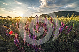 Golden Field Illuminated by Setting Sun photo