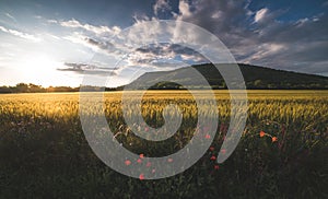 Golden Field Lit by Setting Sun photo