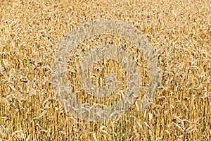 Golden field of mature wheat