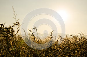 Golden field in morning sun