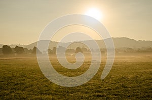 Golden field in morning sun