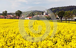 Golden field of rapeseed and Netin village