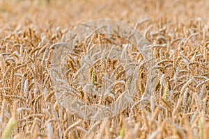 A golden field with ripening wheat