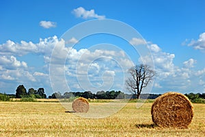 Golden field with round hay bales and dead tree