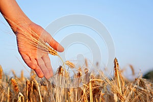 Golden field of rye in sunlight at sunset. Sustainable agriculture. Close-up of child hand with rye ears. Abundance, fertility