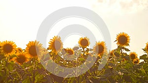 Golden field of sunflowers sunny day yellow flowers swaying in wind.