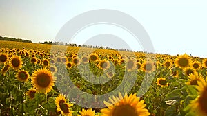 Golden field of sunflowers sunny day yellow sunflowers swaying in wind blue sky over field,