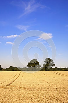 Golden Field of Wheat