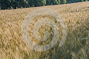 Golden Field of Wheat