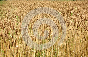 Golden Field of Wheat
