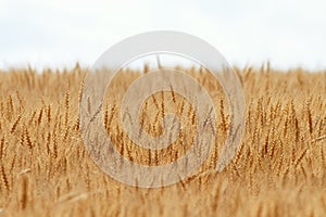 Golden field of wheat with ears full of grain in the summer