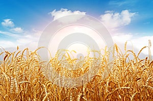 Golden field of wheat and sunny day. Spikes ready for harvest wheat or rye closeup lit by sunlight