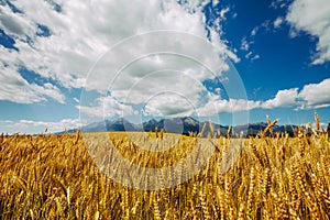 Golden field of wheat. The Tatras, Slovakia.