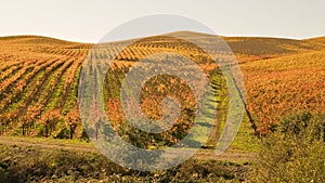 Golden Fields of Autumn Vineyards