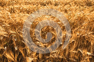 Golden fields of barley