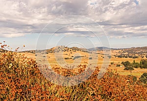 Golden fields, buckwheat, oaks, thunder rain clouds