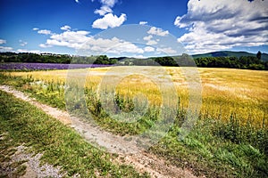 Golden fields