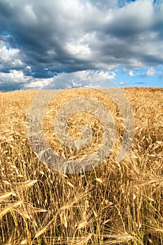 Golden fields of grain on a stormy day.