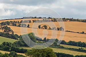 The Golden Fields of Moneygall, County Offaly, Ireland photo