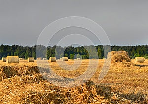 Golden fields with mown wheat and round haystacks against Gray stormy sky