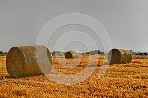 Golden fields with mown wheat and round haystacks against Gray stormy sky