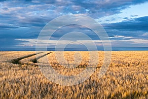 Golden fields and the North Sea under glorious evening light near Arbroath, Scotland