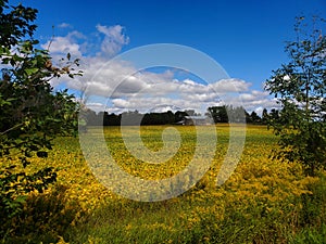 Golden Fields in September photo