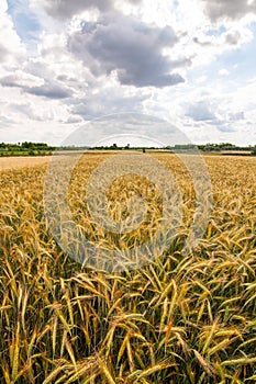 Golden Fields Under the Cloudy Sky