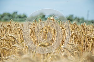 Golden fields of wheat