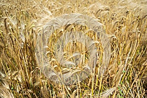 Golden fields of wheat