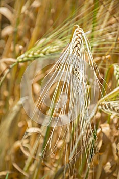 Golden fields of wheat