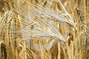 Golden fields of wheat