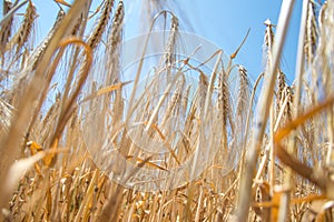 Golden fields of wheat