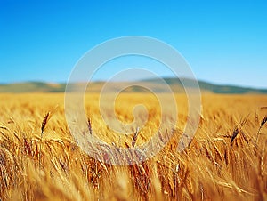 Golden fields of wheat against a blue sky.Ai generative