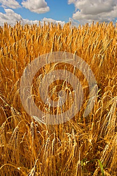 Golden filed of corn and wheat