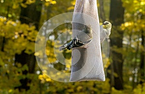 Golden finch on a bird sock, filled with seed