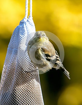 Golden finch on a thistle bag of seed